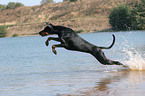 springender Dobermann