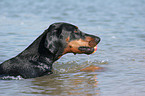 Dobermann Portrait