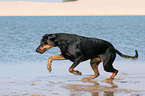 rennender Dobermann