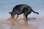 spielender Dobermann