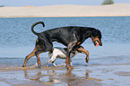 Dobermann und Jack Russell Terrier