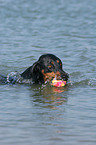 schwimmender Dobermann