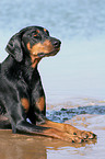 liegender Dobermann