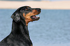 Dobermann Portrait