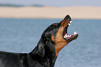 bellender Dobermann