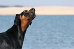 schttelnder Dobermann