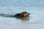 schwimmender Dobermann