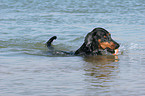 schwimmender Dobermann