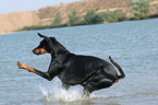 springender Dobermann