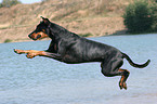 springender Dobermann