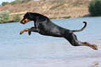 springender Dobermann