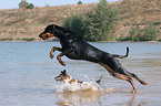 springender Dobermann