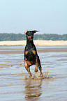 rennender Dobermann