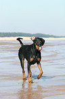 rennender Dobermann