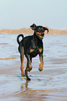 rennender Dobermann