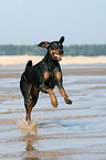 rennender Dobermann