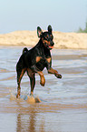 rennender Dobermann