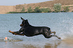 springender Dobermann