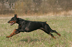 rennender kupierter Dobermann