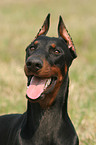 kupierter Dobermann Portrait