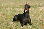 liegender kupierter Dobermann