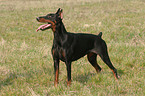 stehender kupierter Dobermann