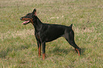 stehender kupierter Dobermann