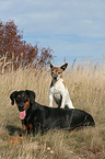 Dobermann and Jack Russell Terrier