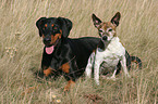 Dobermann and Jack Russell Terrier