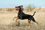 rennender Dobermann