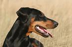 Dobermann Portrait