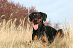 liegender Dobermann