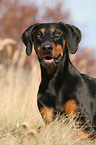 liegender Dobermann