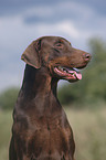 Dobermann