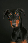 Dobermann Portrait