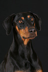 Dobermann Portrait