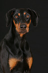 Dobermann Portrait