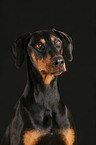 Dobermann Portrait