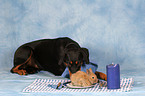 Dobermann mit Kaninchen