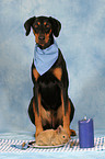 Dobermann mit Kaninchen