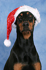 Dobermann mit Weihnachtsmtze