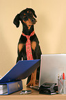 Dobermann als Business Dog