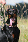 Dobermann