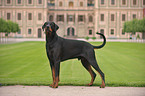 Dobermann