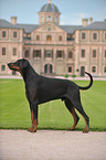 Dobermann