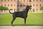 Dobermann