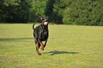 spielender Dobermann