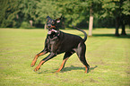 rennender Dobermann