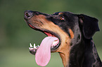 Dobermann Portrait