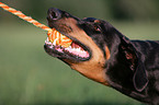 spielender Dobermann